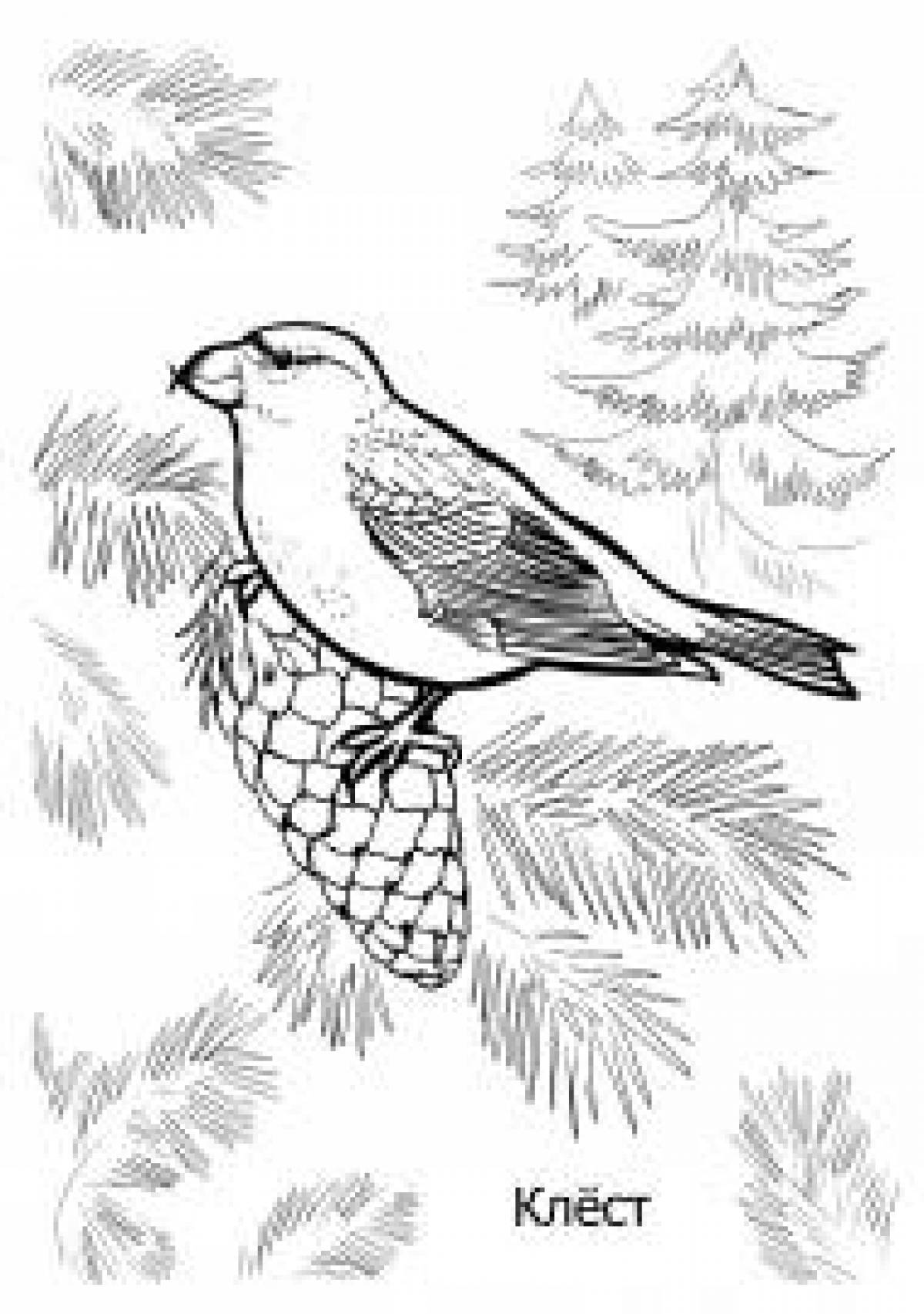 Coloring sweet crossbill