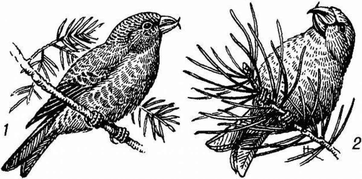 Radiated crossbill coloring page