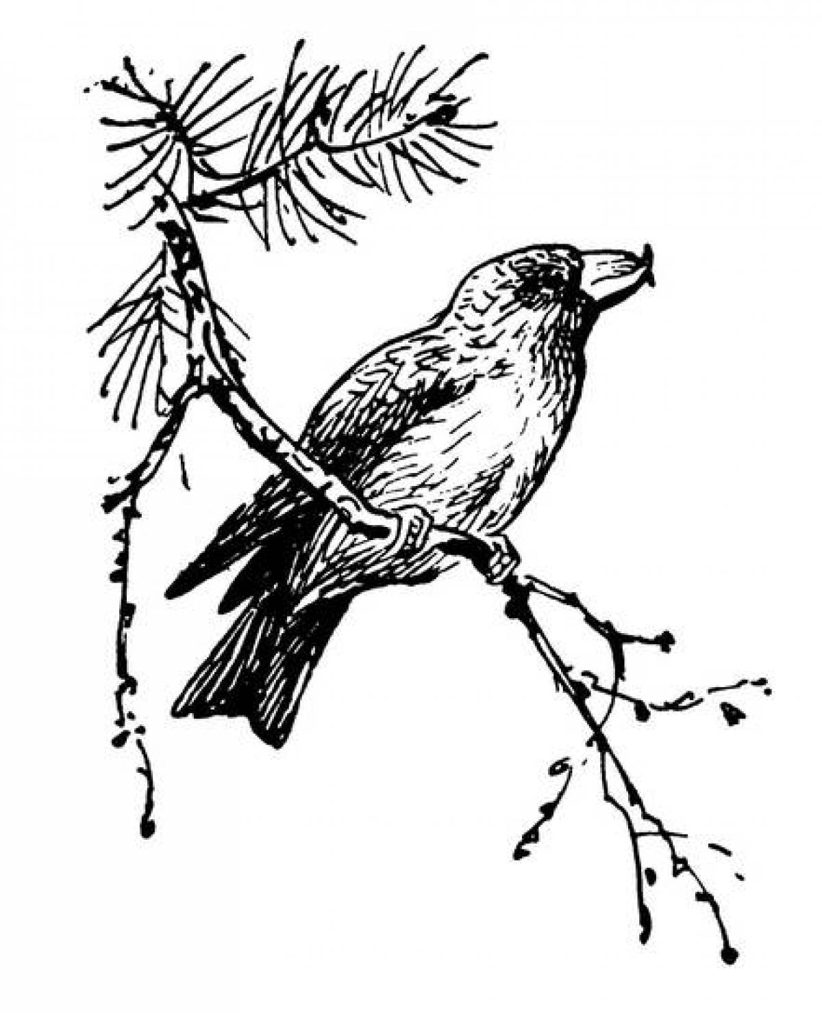 Glowing crossbill coloring page