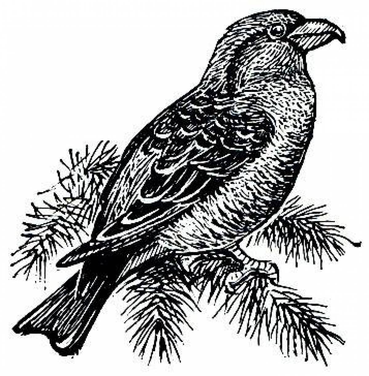 Coloring book shining crossbill