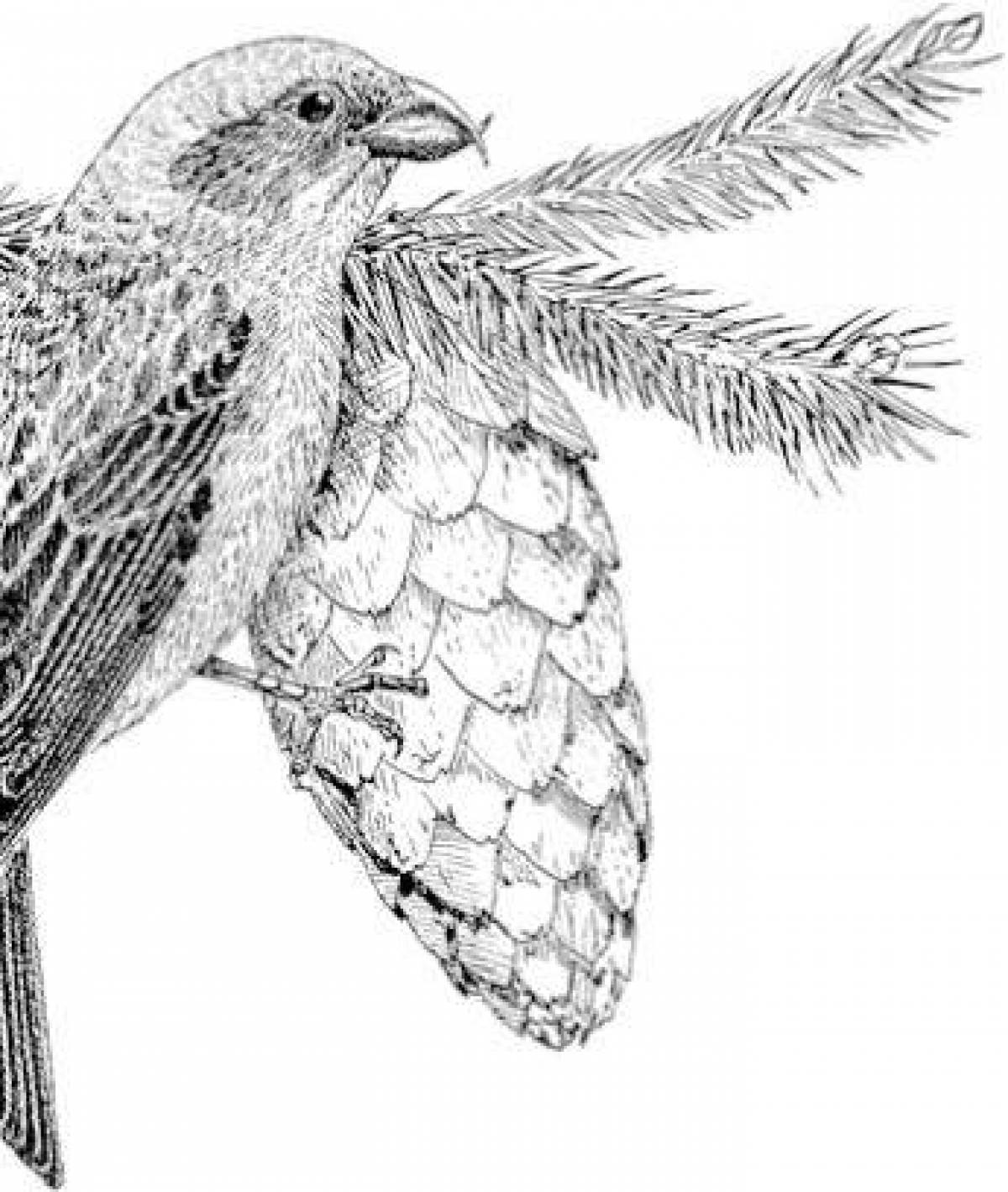 Glitter crossbill coloring page