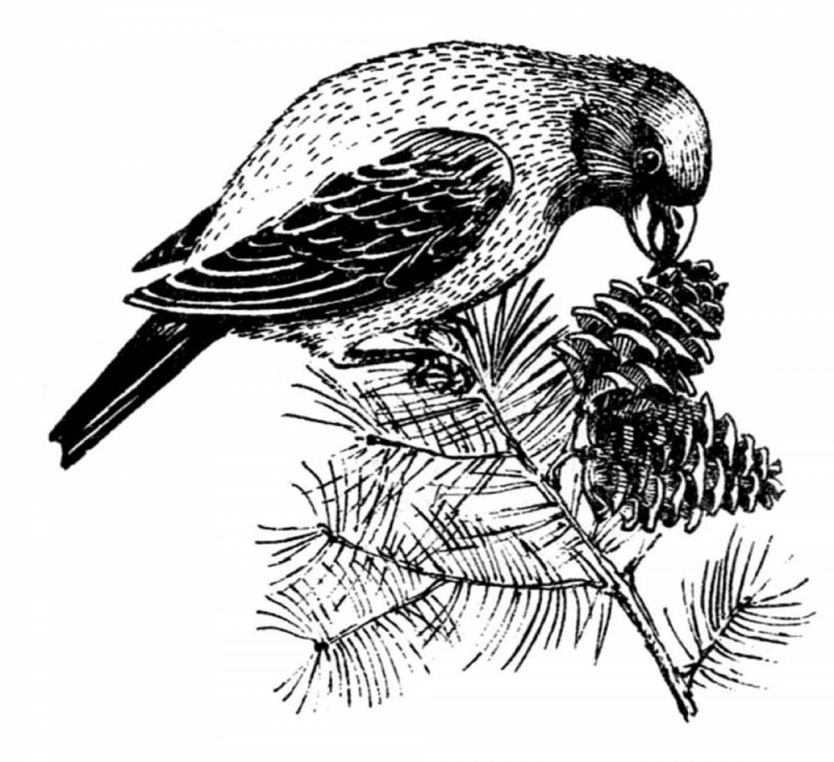 Coloring page graceful crossbill
