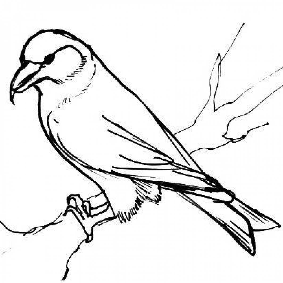 Calm crossbill coloring page