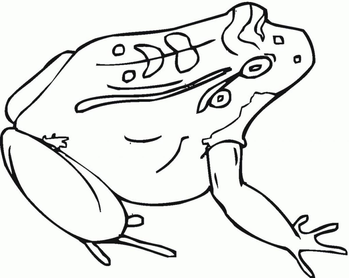 Colorful toad coloring page