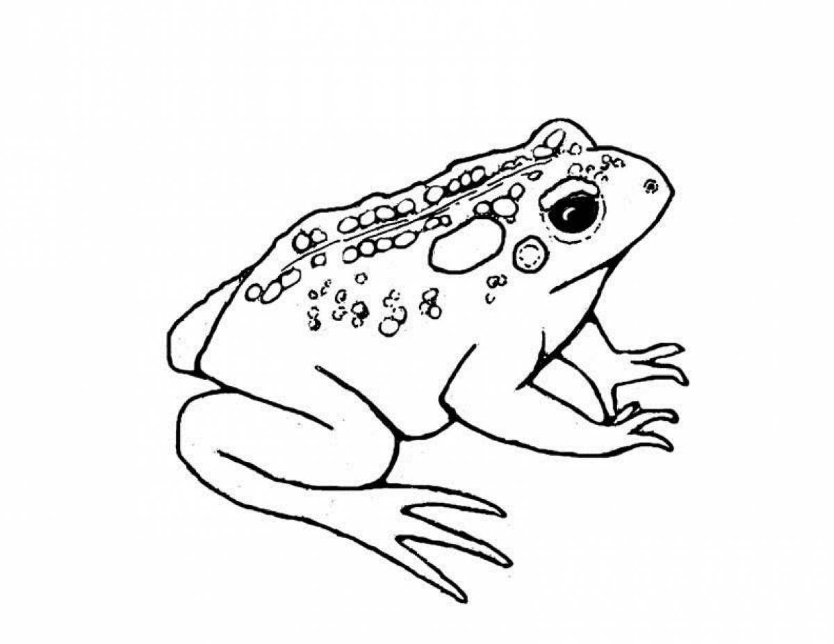 Fun toad coloring book