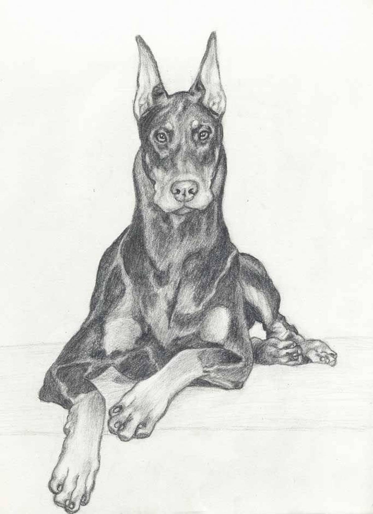 Рисунки собак породы Доберман