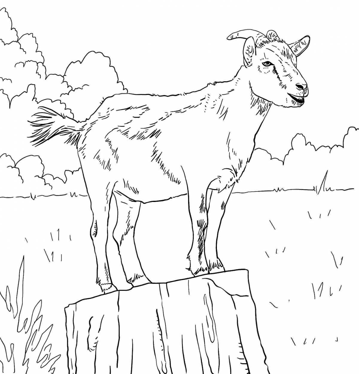 Live goat coloring for kids