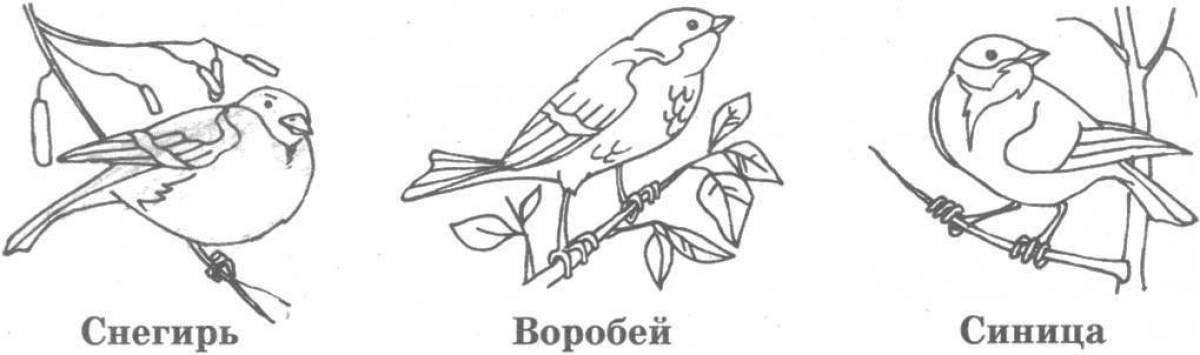 Colorful wintering birds coloring pages for children 4-5 years old