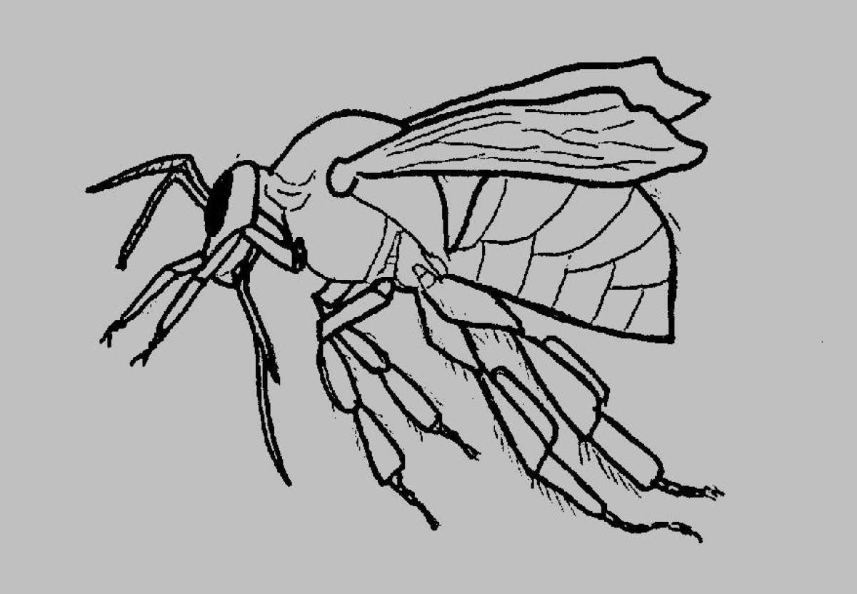 Cute wasp coloring page