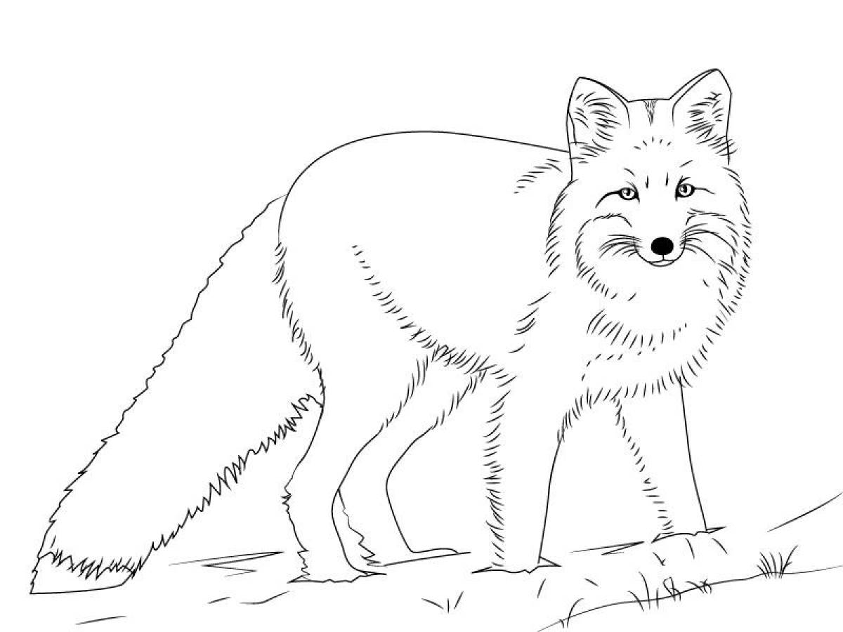Live coloring of the polar fox