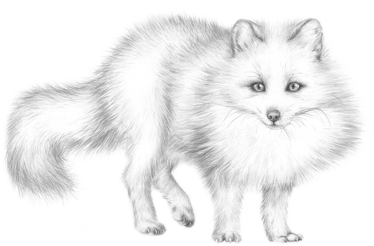 Shiny fox coloring page
