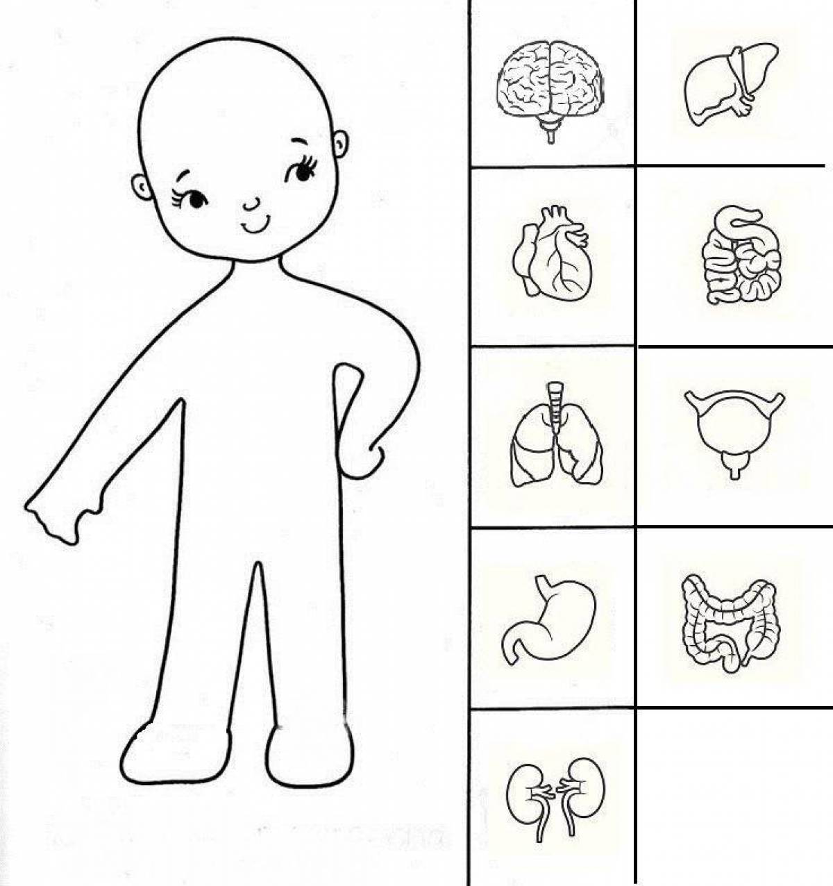 Stimulating human body coloring page for students