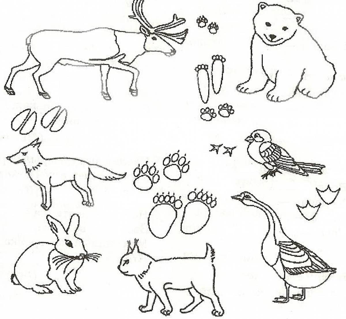 Awesome animal coloring pages