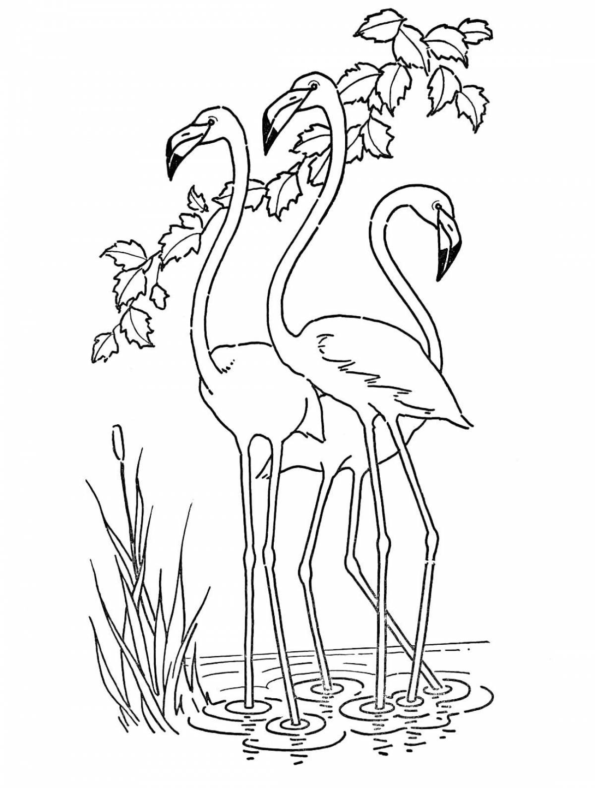 Картинка Фламинго раскраска