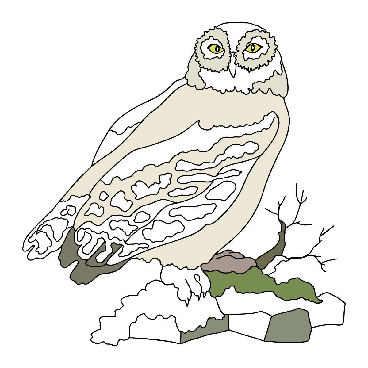 Coloring book fairy house owl