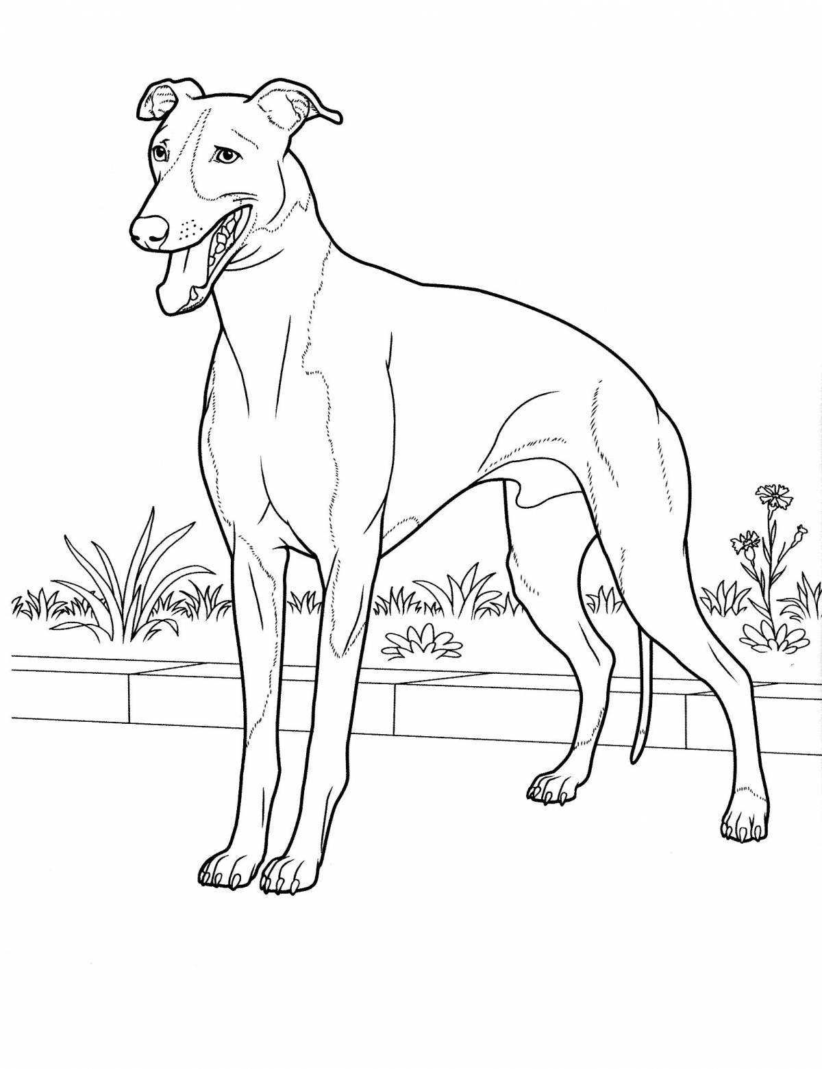 Awesome doberman coloring page