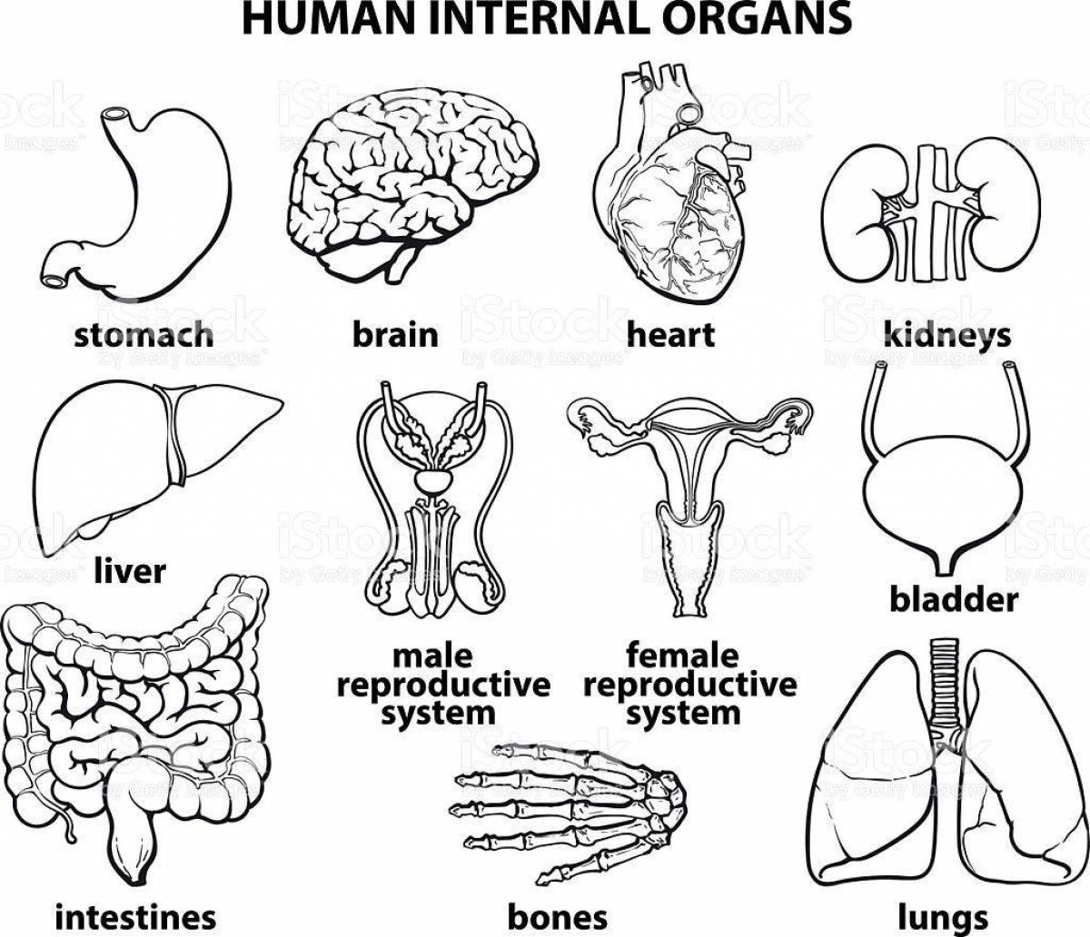 Распечатать органы человека. Трафарет человека с внутренними органами. Органы человека черно белые. Органы человека для рисования. Внутренние органы человека раскраска.