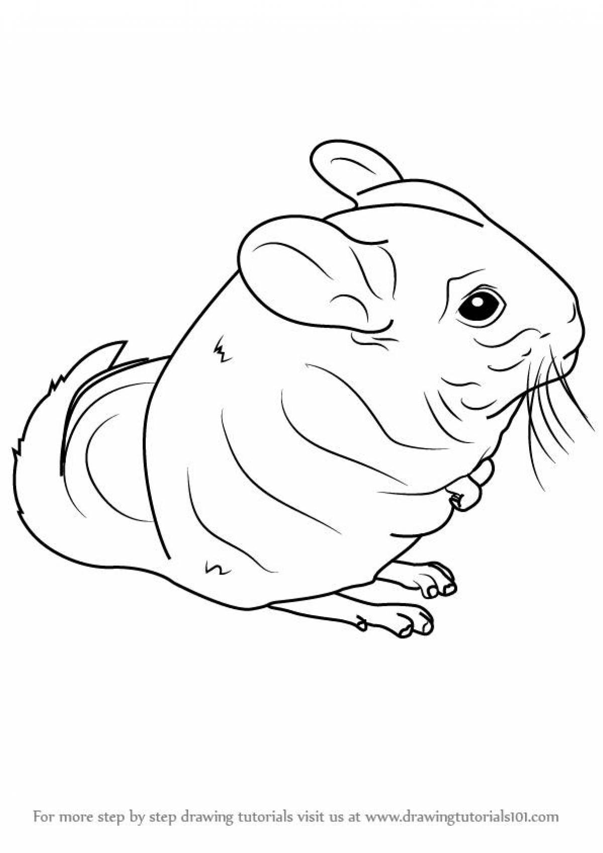 Animated chinchilla coloring page