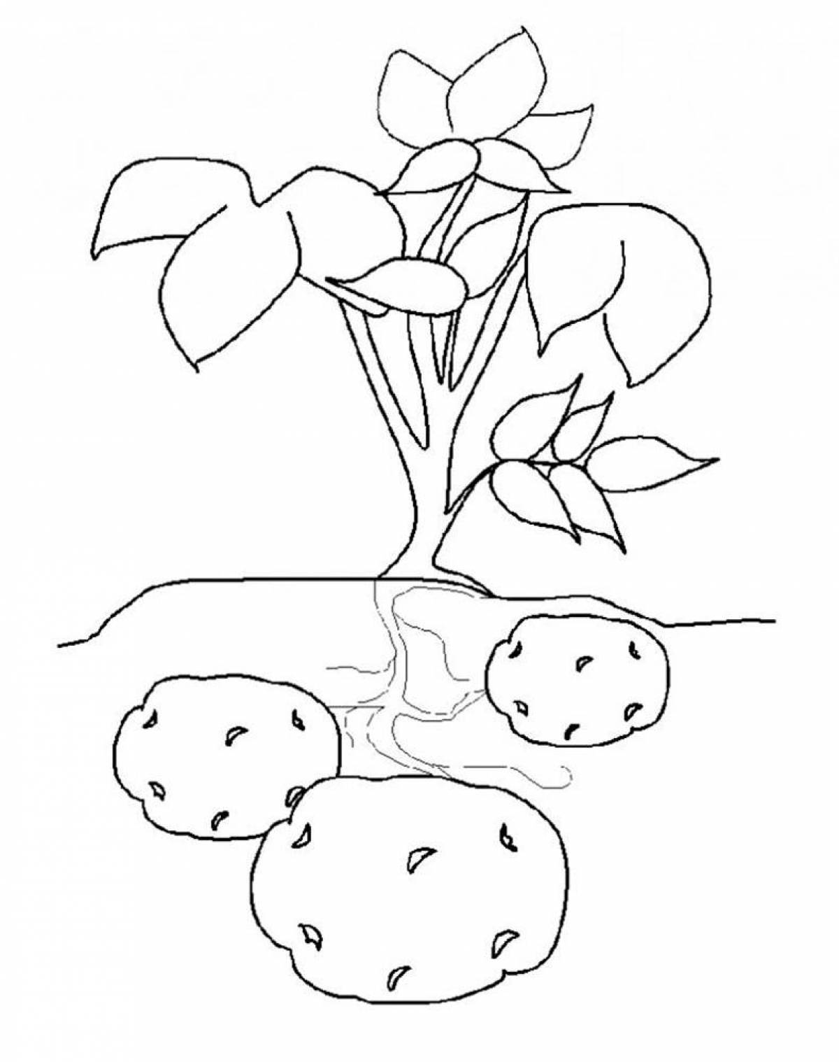 Яркая страница раскраски картофеля