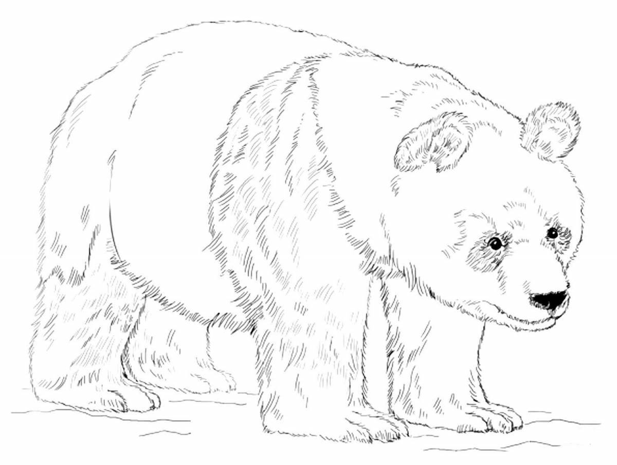 Игривая страница раскраски медведя для детей