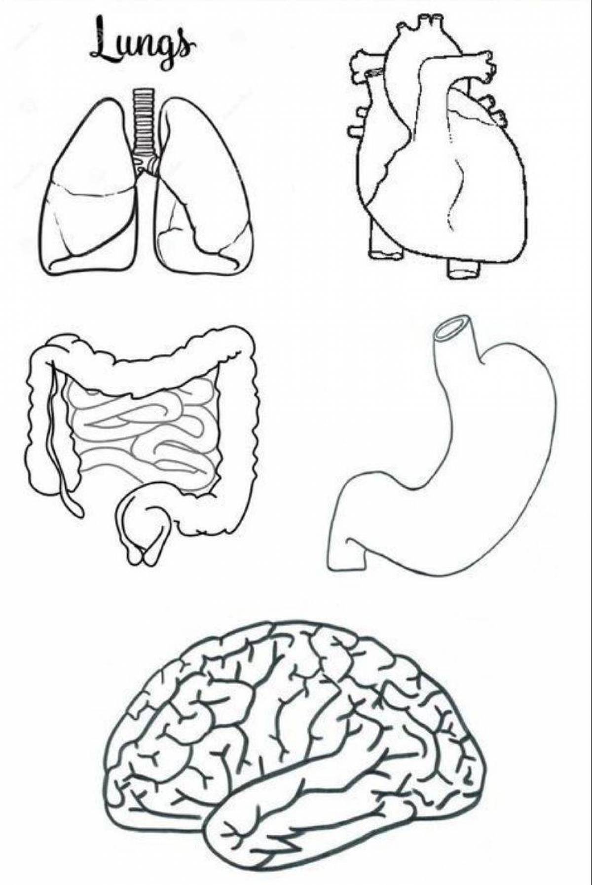Stimulating coloring pages of human organs