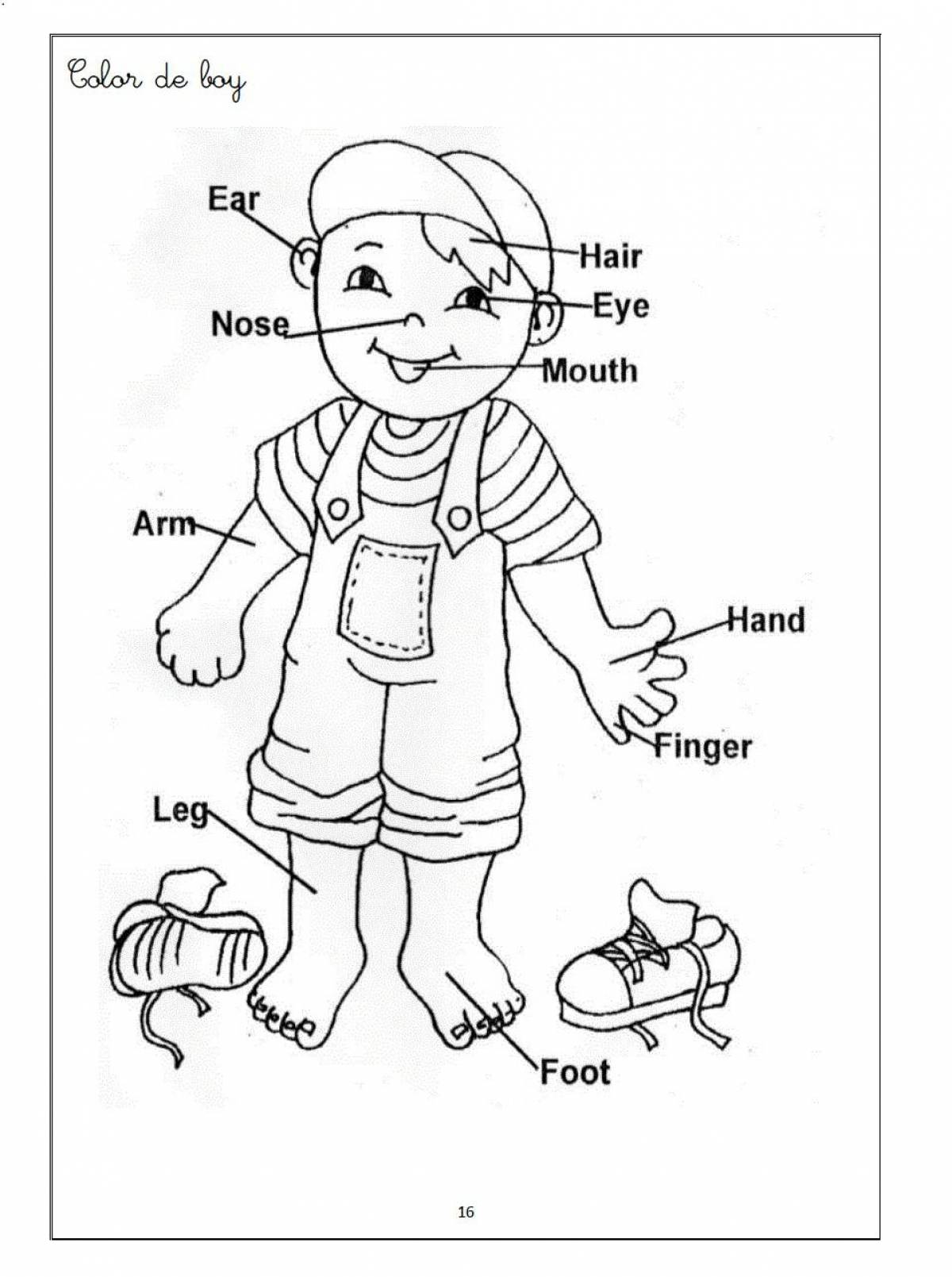 Coloring parts of the body for children
