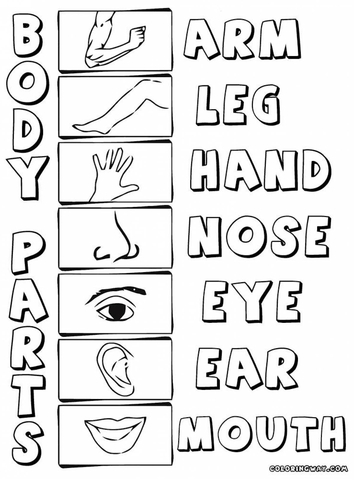 Fun body parts coloring for kids