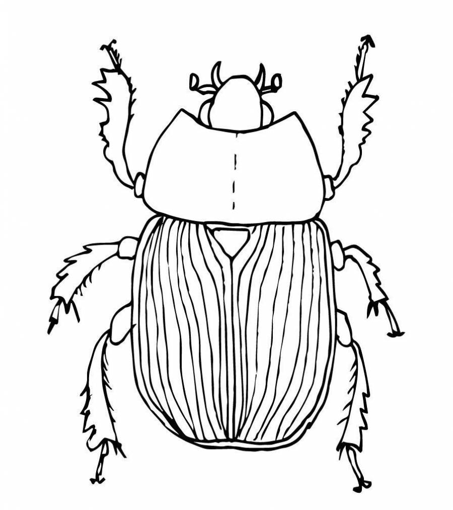 Майский жук рисунок для детей