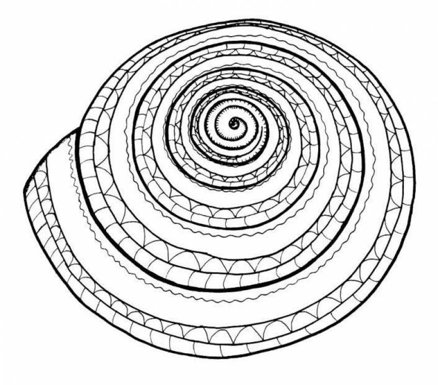 Спиральный рисунок распечатать закрашивать