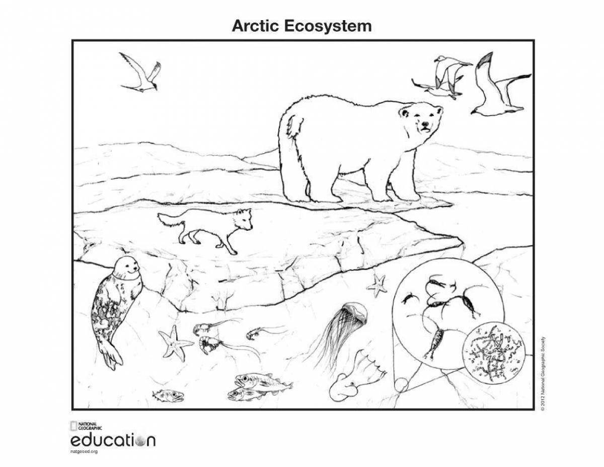 Животные Арктики раскраска