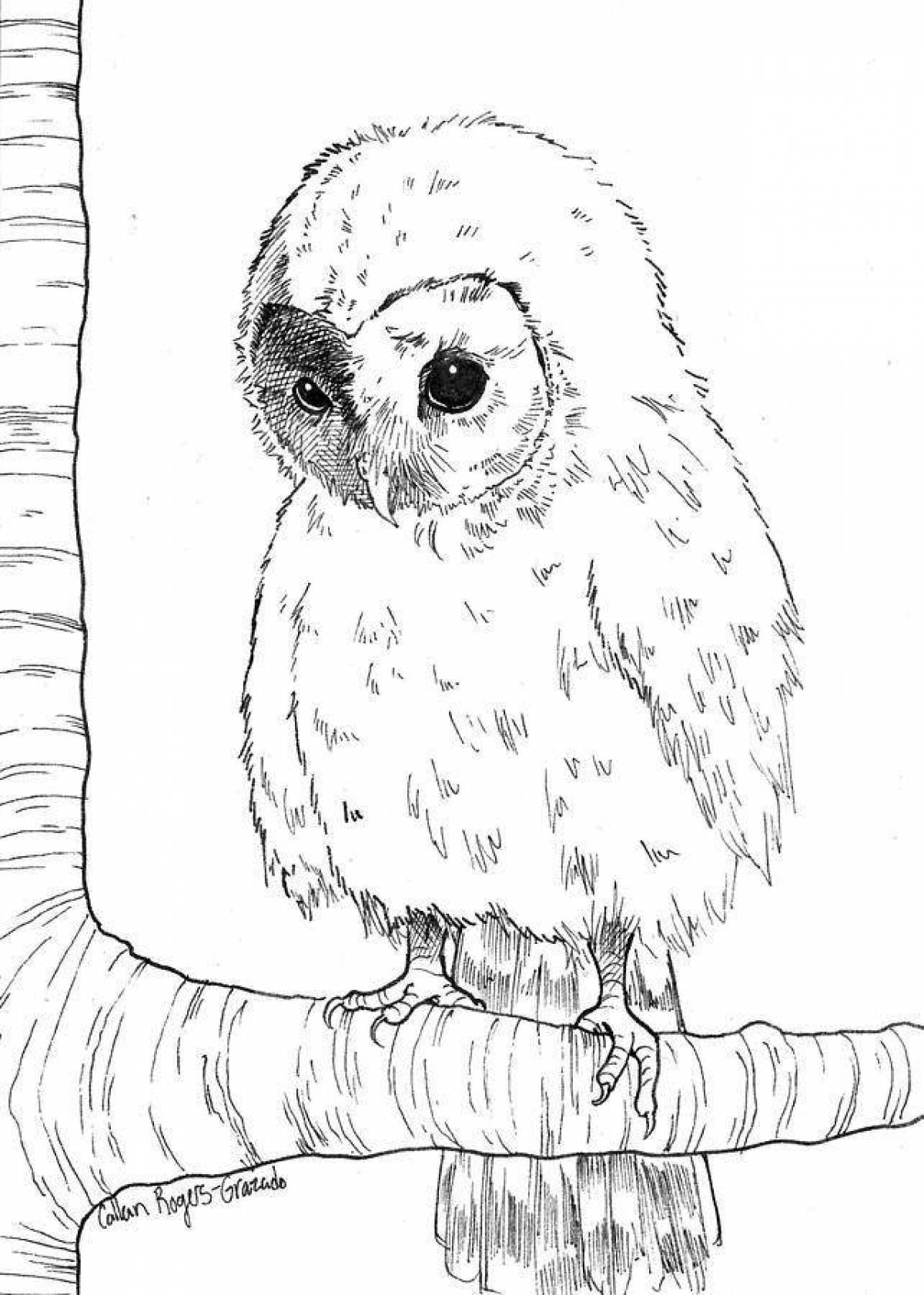 Great snowy owl coloring book