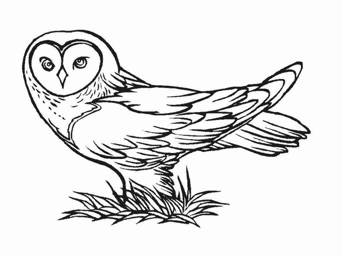 Exquisite snowy owl coloring book
