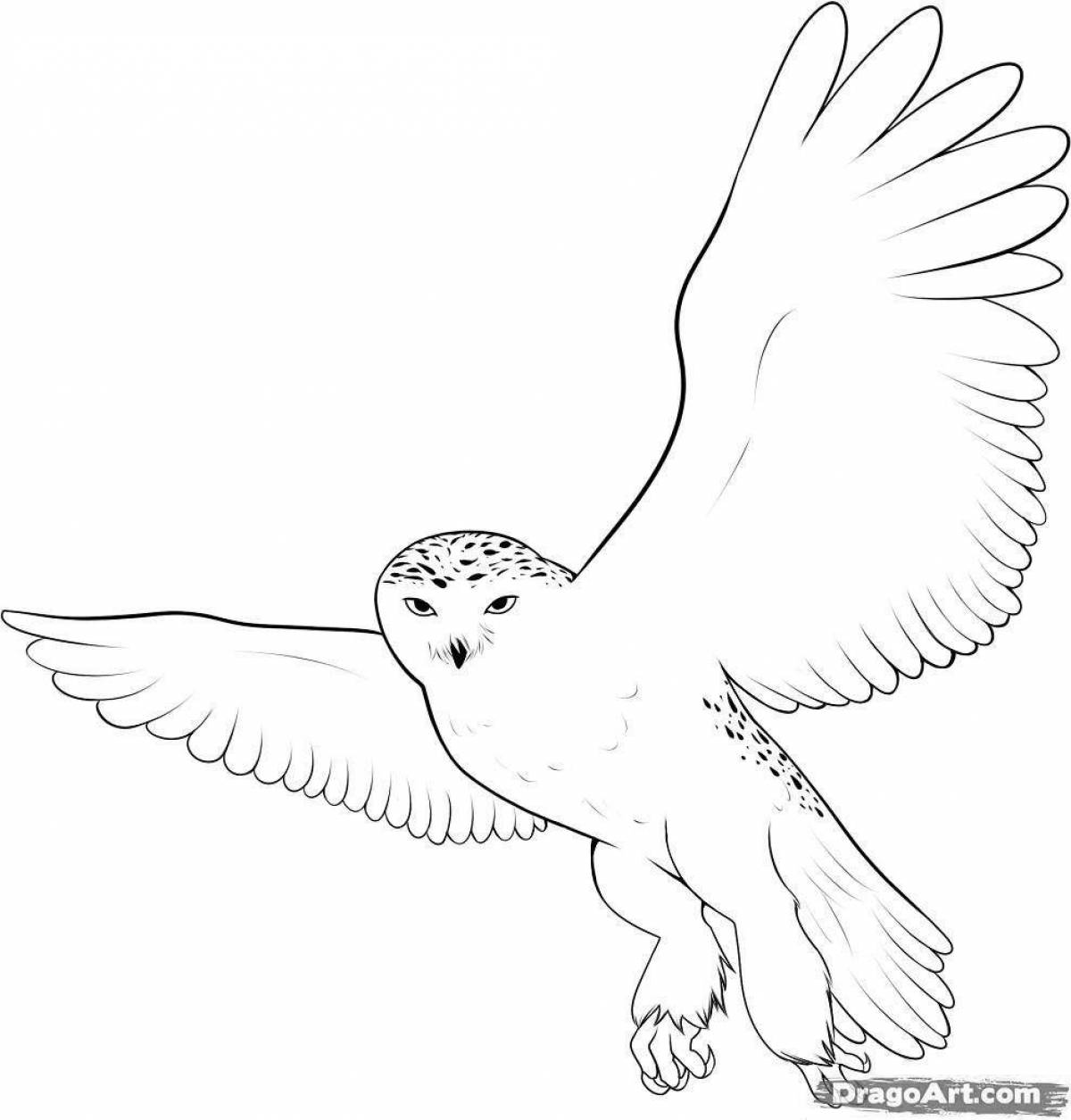Раскраска элегантная белая сова
