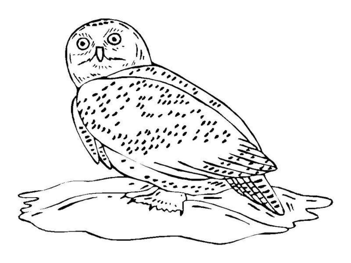 Cute snowy owl coloring book