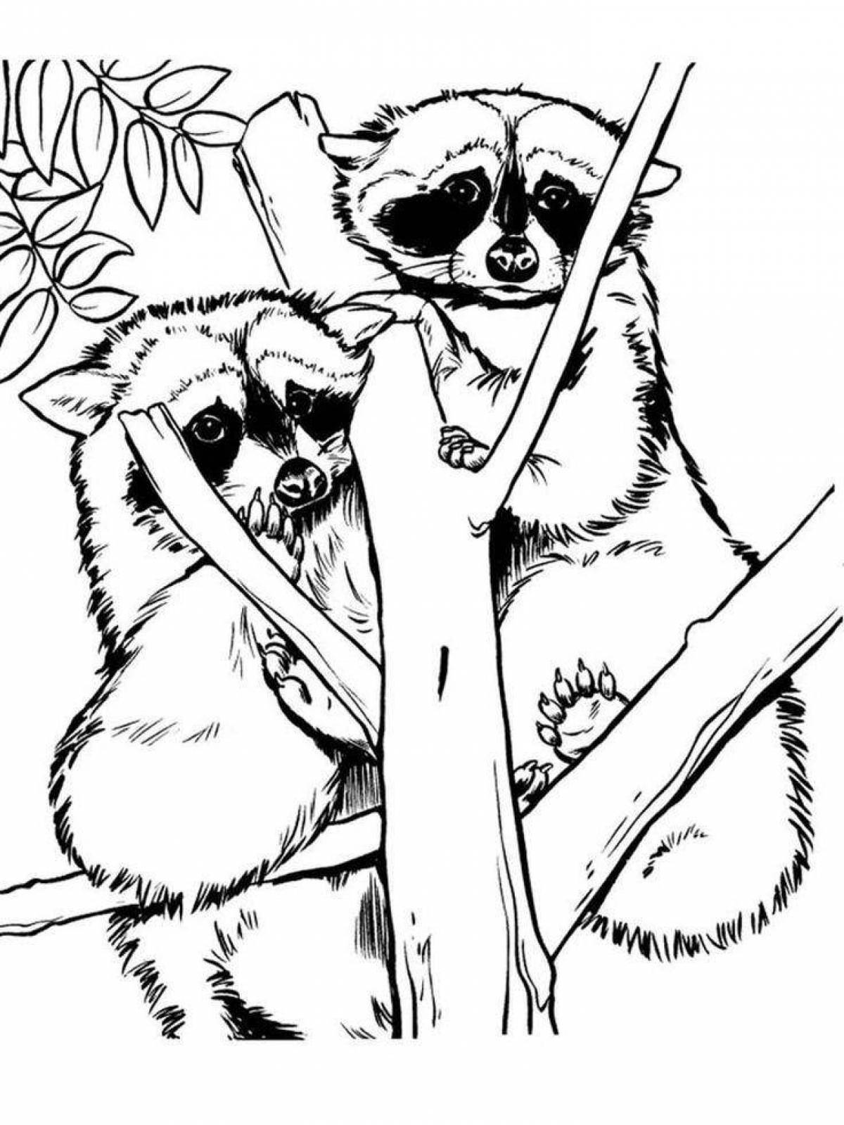 Coloring raccoon