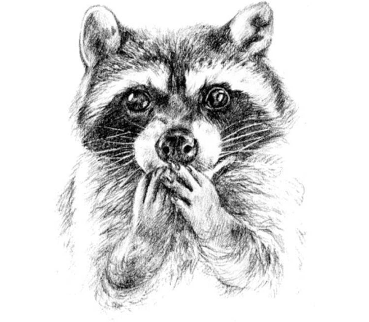 Raccoon art coloring