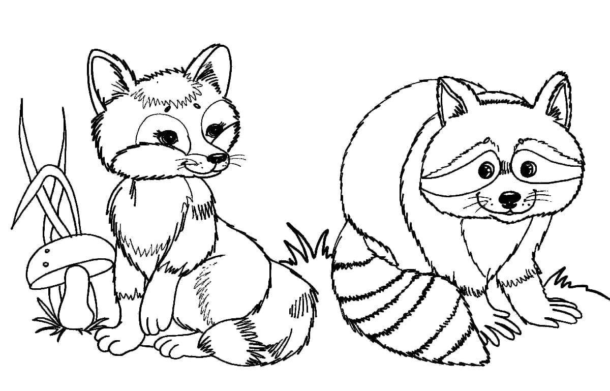 Creative coloring raccoon