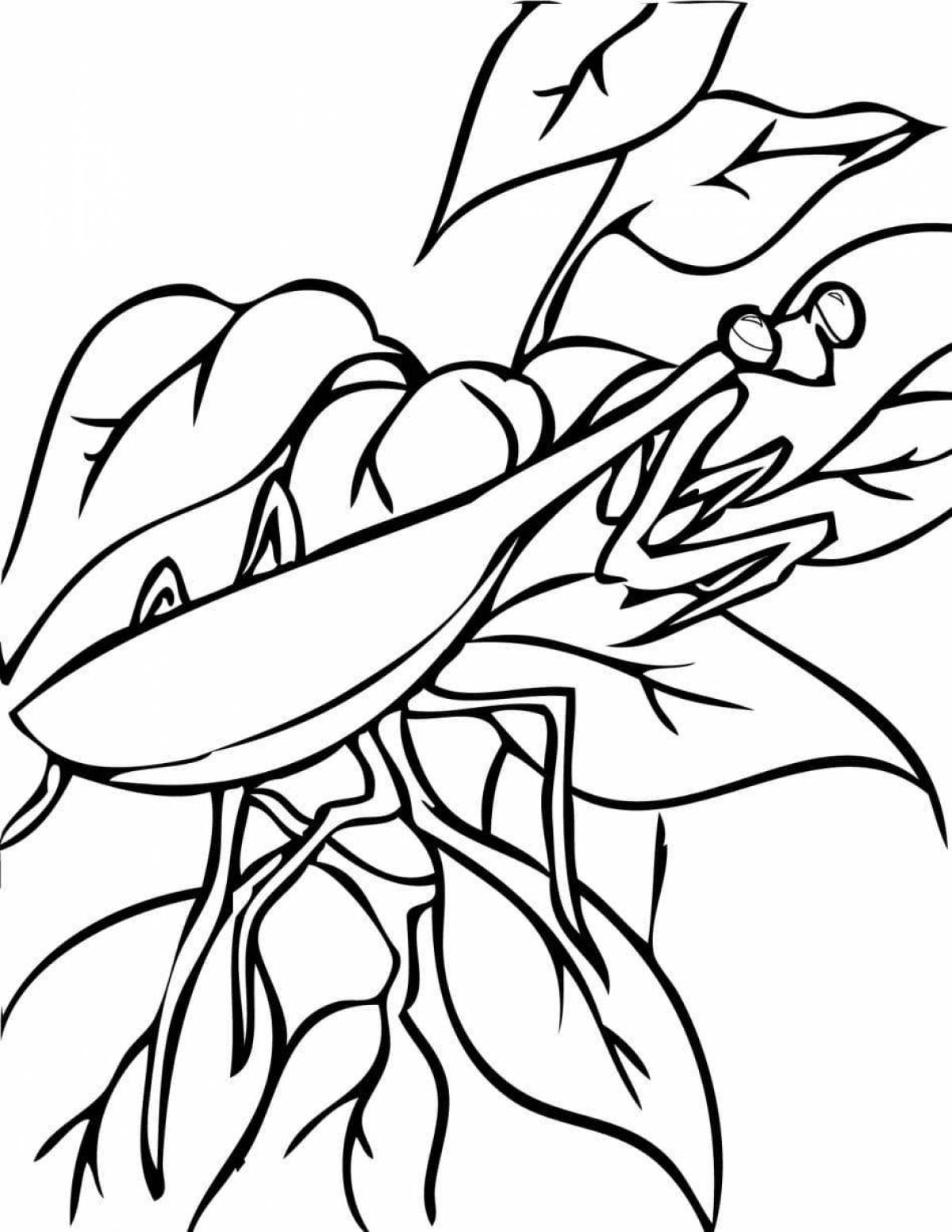 Coloring mantis cheerful