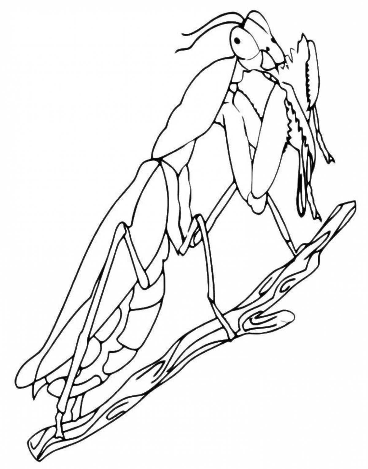 Joyful mantis coloring page