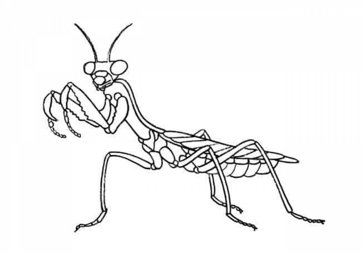 Exciting praying mantis coloring book