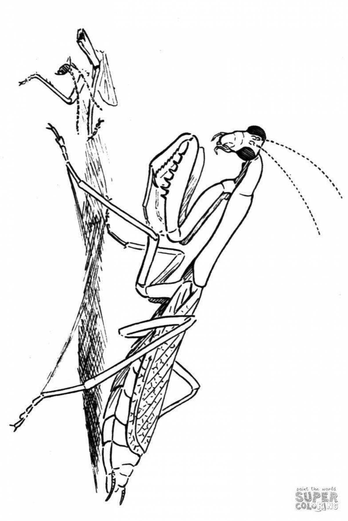 Amazing praying mantis coloring page