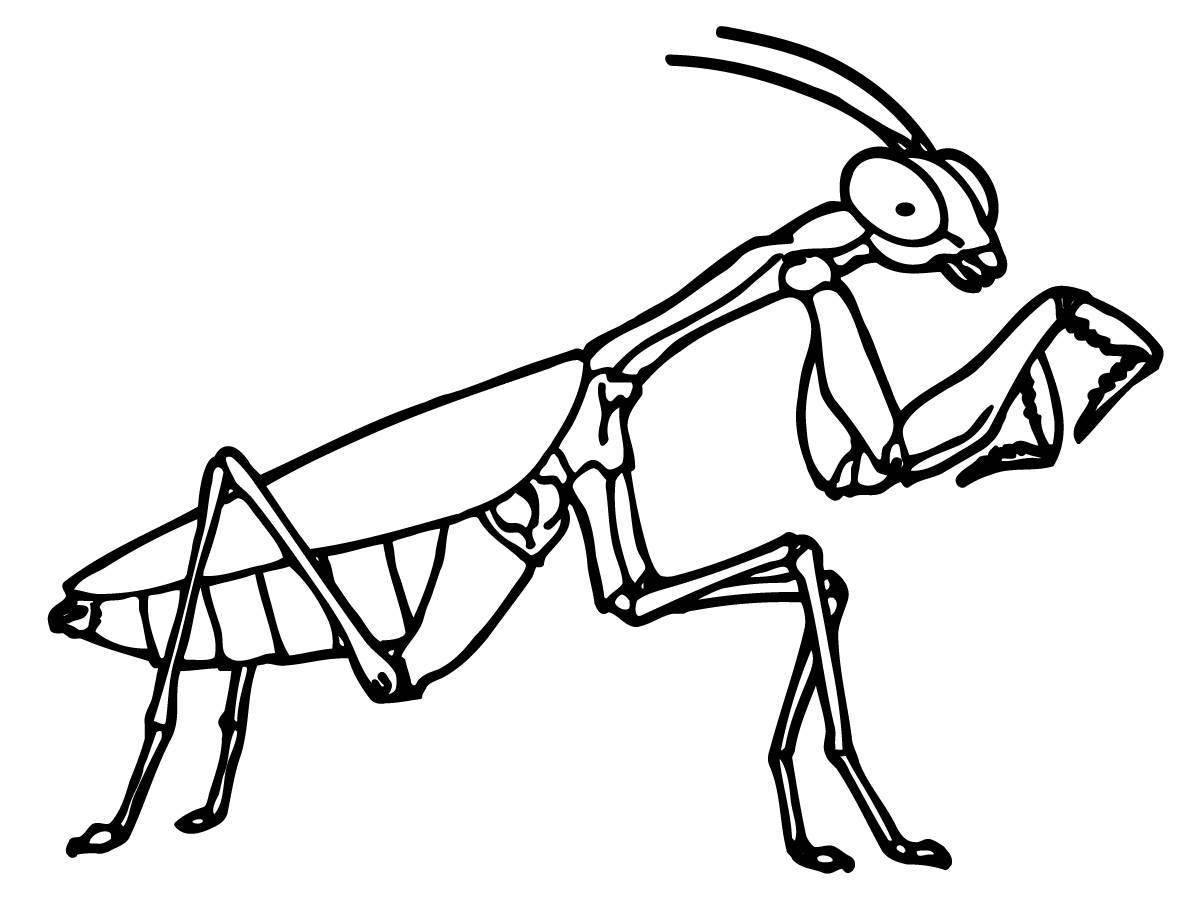 A lovely praying mantis coloring book