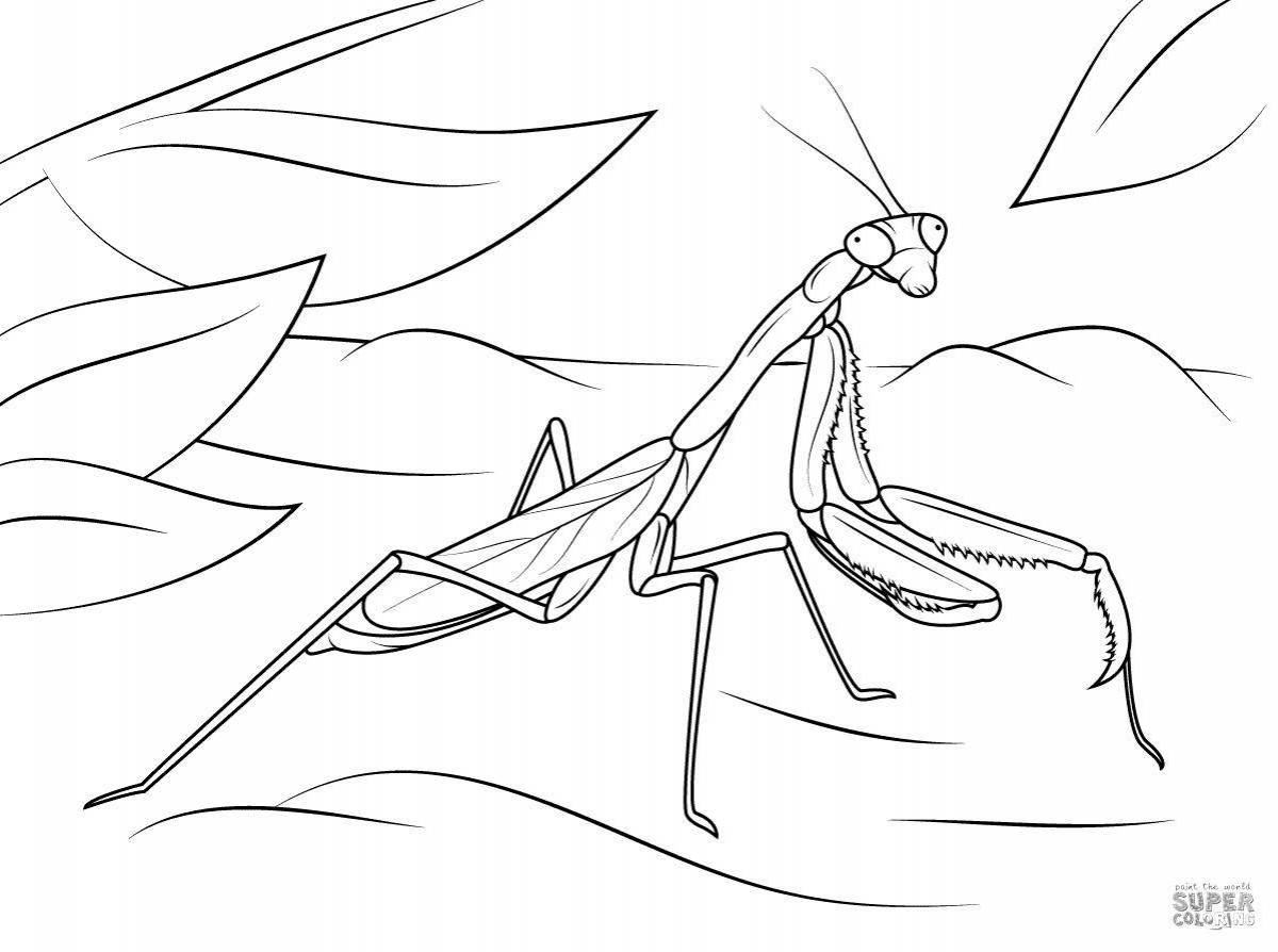 Amazing praying mantis coloring page