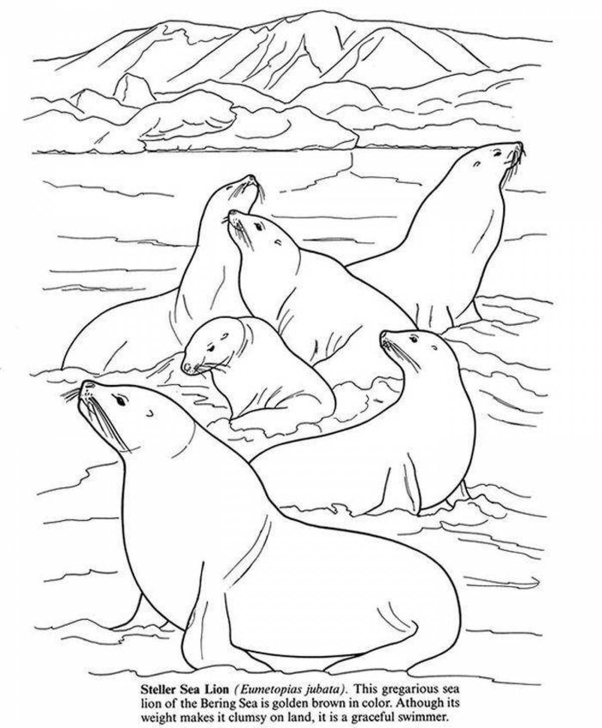 Раскраска игривый щенок арктического тюленя