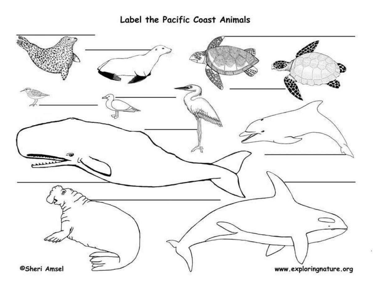 Adorable arctic seal coloring page