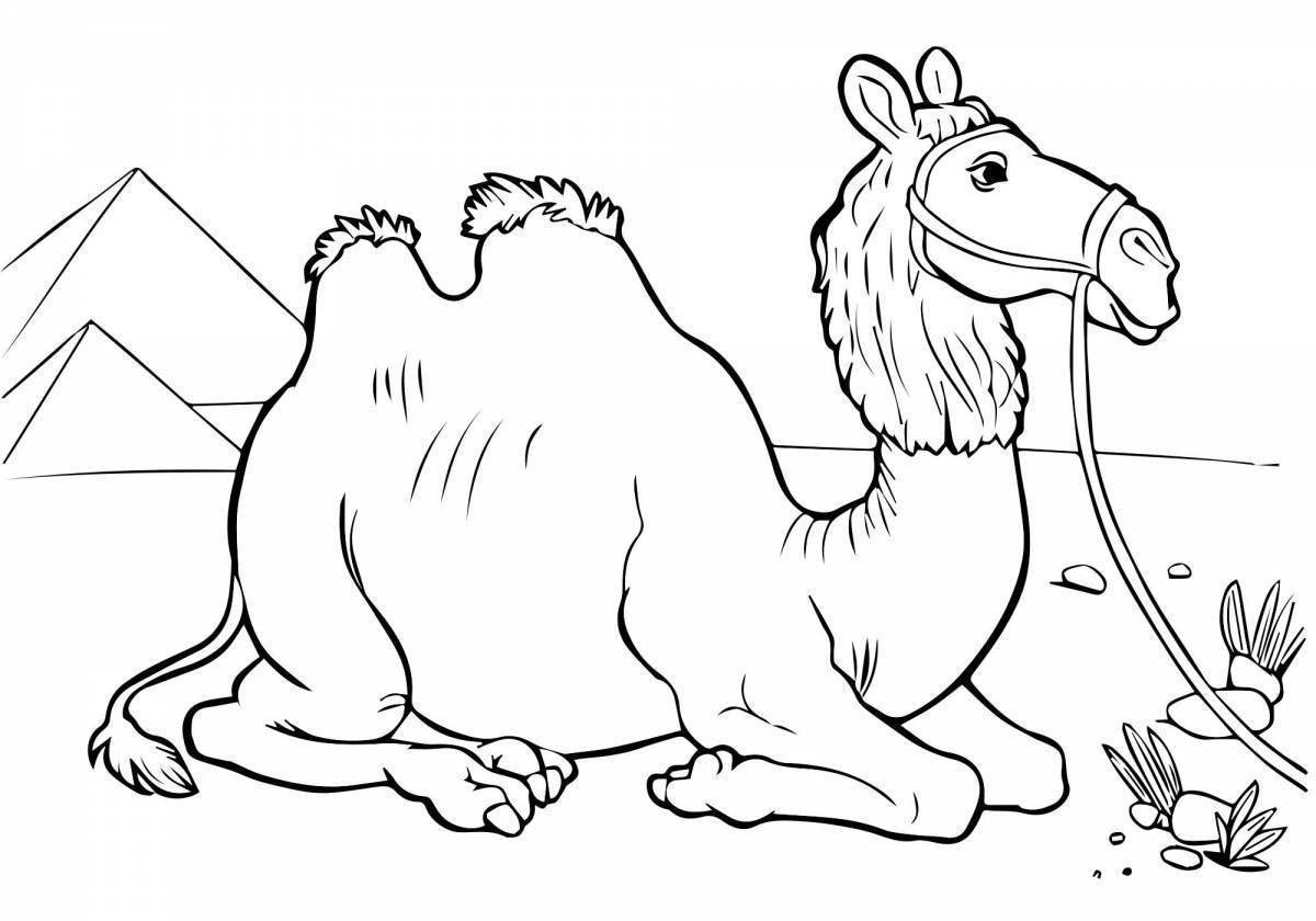 Веселая раскраска верблюда для детей