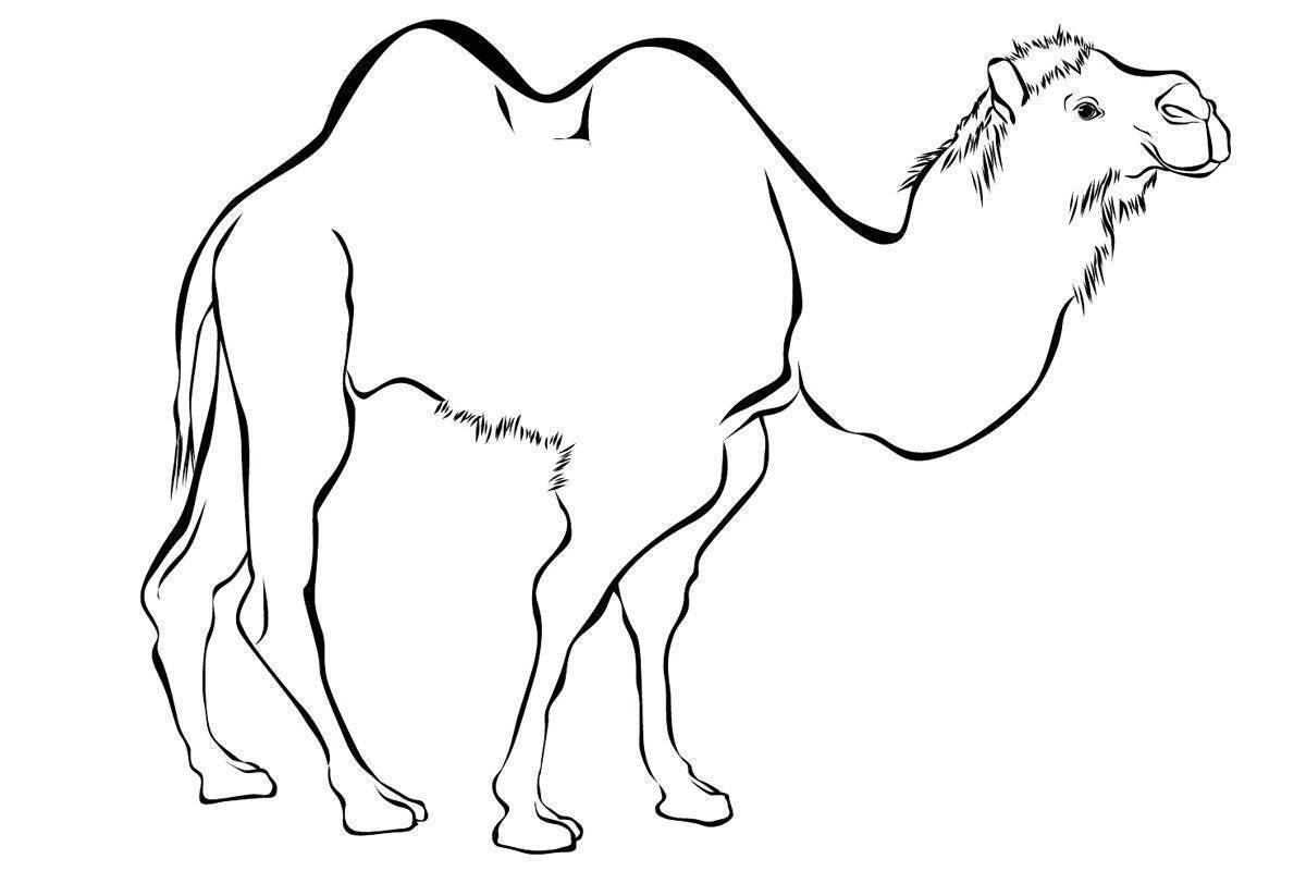 Раскраска радостный верблюд для детей