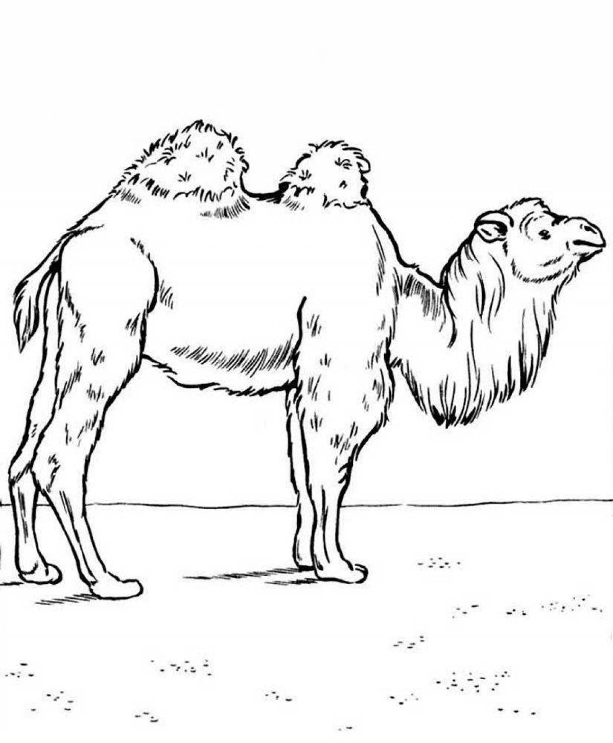 Glorious camel coloring pages for kids