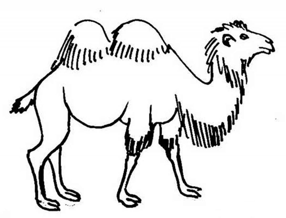 Чудесная раскраска верблюда для детей