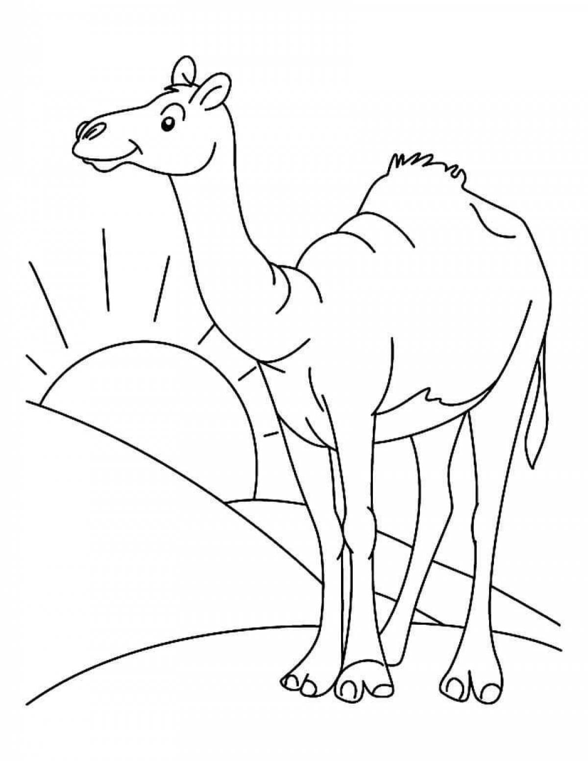Exquisite camel coloring book for kids